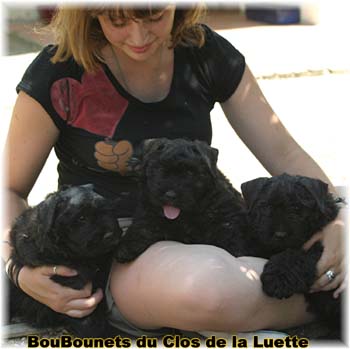 bouvier des flandres photo chiot - Elevage Clos Luette - COPYRIGHT DEPOSE
